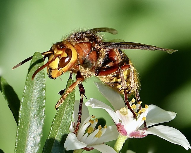 hornet